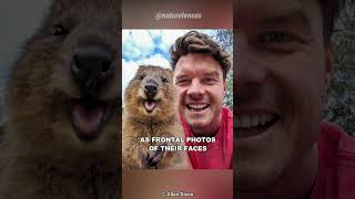 Quokka  The Happiest Animals In The World [upl. by Eniotna]