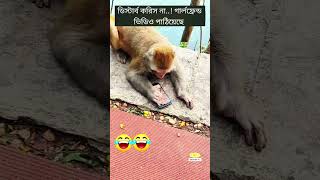 গার্লফ্রেন্ড ভিডিও পাঠিয়েছে shortfeed monkey funny gf [upl. by Petrick892]