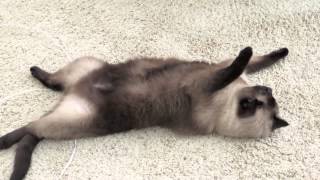 Simon the Siamese Cat Plays Dead and Hunts A Bug [upl. by Patin]