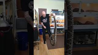 MONSTER 6ft Fer de Lance Whitetail Lancehead Pit Viper 💪 shorts [upl. by Relyat]