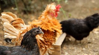 Coparenting Chicks Organic Forest Garden Gallinas la copaternidad Coparentalité de pioupiou [upl. by Odlo401]