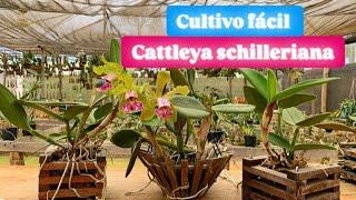 Como cultivar CATTLEYA SCHILLERIANA [upl. by Arlee]