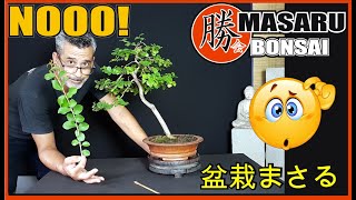 COMO HACER UN BONSAI DE CRESPÓN ÁRBOL DE JÚPITER  Lagerstroemia indica [upl. by Borrell]