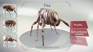 Bravecto® flea efficacy [upl. by Winnick]