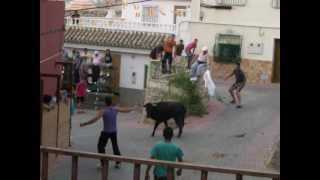 VALENTIN fiestas 20120626 Vaquillas Cogida a un mozo [upl. by Ramses]