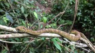 Roughscaled Bush Viper Atheris hispida [upl. by Sobel]