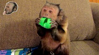 Capuchin Monkey Freaks Over Silly Putty [upl. by Verne]