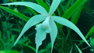 Brassavola cucullata [upl. by Tandy]