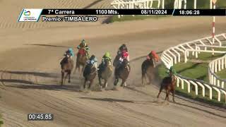 08112024 – Hipodromo Las Piedras – Carr 7 – TIMBALERO [upl. by Yht226]