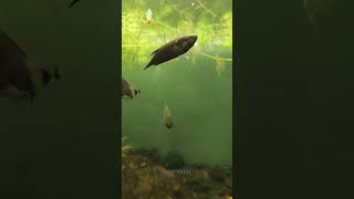 Green ball in fish tank for fishes feed  algae   guys kandipa try panunga [upl. by Atekal]