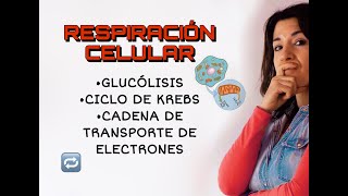 ⚡RESPIRACIÓN CELULARen 3 minutos glucolisis y ciclo de krebs GUÍA UNAM [upl. by Ailido4]