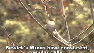 Bewicks Wren [upl. by Aehcsrop892]