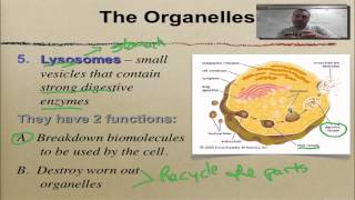 Chapter 7 Part 6 Golgi Lysosomes amp Vacuoles [upl. by Melton89]