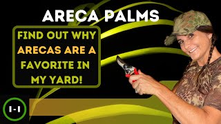 Areca Palm Plants on Purpose How to grow trim avoid disease the history fun facts amp placement [upl. by Vowel]