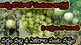 అన్న టొమాటో పంటలు జాగ్రత్త  3 లక్షల పోయింది  వర్షం వల్ల 4 ఎకరాల పంట నష్టము tomato farming farm [upl. by Grant]