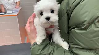 Maltese puppy goes to the doctor 🐶 How to let your dog be vaccinated [upl. by Bove]