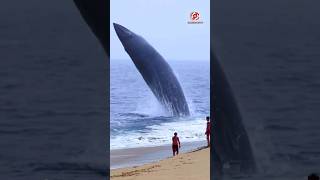 Watching whales on the beach [upl. by Diad]