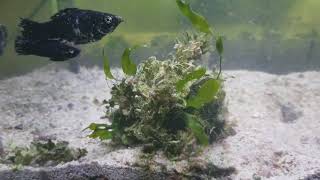 Growing macroalgae halimeda optunia [upl. by Hansel147]