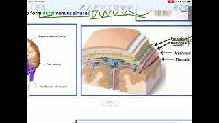 CNS Anatomy  L1  The Meninges Of The Brain And Dural Venous Sinuses  Mutah [upl. by Galanti]