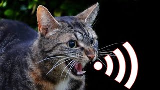 Female Cat In Heat Sounds  Female Cat In Heat Mate Calling  Female Cat In Heat Meowing [upl. by Best]