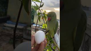 Parrot ke egg se bache nikal gye 🐣🦜 parrot birds pets animals shorts [upl. by Ekralc887]