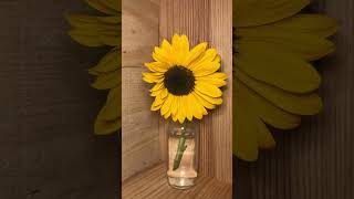 🌻🌻🌻sunflower timelapse gardening cheekyseedlingtimelapse [upl. by Lauer707]