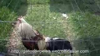 GALLOS DE PELEA POLLOS PARA CRIA [upl. by Nations]