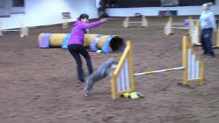 Miniature schnauzer Ralph  agility training with Stacey [upl. by Hannahsohs]