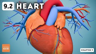 IGCSE Biology  Heart 92 [upl. by Ahsatam]