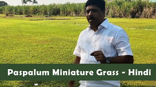 पैसपालम मिनीचर घास Paspalum Miniature Grass Call  85920 70707 [upl. by Nylodnew]