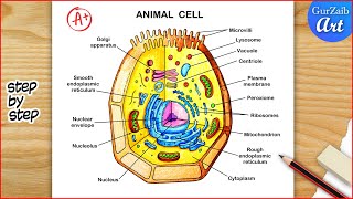 Animal Cell Diagram Drawing  Animal cell structure Labelled  Step by step [upl. by Dunstan374]