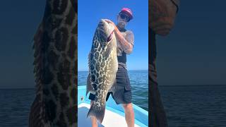 Broomtail Grouper captnfishworks fishworksclothing fishworks familyownedandoperated [upl. by Schmeltzer]