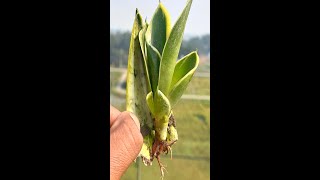 How to Propagate Snake Plant tree from leaves with aloe veraPropagate and Care Indoors [upl. by Emarej601]