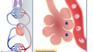 Gas exchange in the blood during external respiration [upl. by Yknarf]