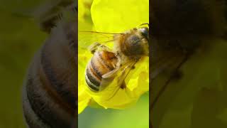 What do bees do for us wildschooling beesneeds education [upl. by Eitra322]