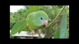 Music For Your Parrotlet Relaxing Calm sounds for your Parrotlet Bird [upl. by Repard]