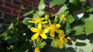 Senecio angulatus Algerian senecio  Fast growing winterflowering vine [upl. by Guimond]