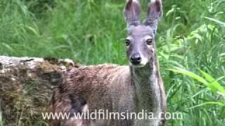 Musk Deer of the Himalaya [upl. by Anaet]