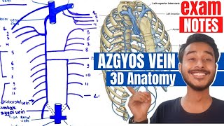 Azygos vein anatomy  Hemiazygos vein anatomy  Accessory hemiazgyos vein anatomy [upl. by Alikat]