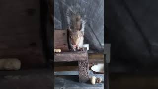 🐿️ SQUIRRELY SQUIRREL 🐿️ 5Th Night out [upl. by Volotta256]