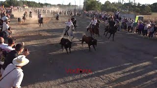 Tordesillas 2024 Encierro mixto domingo 15 [upl. by Oidualc101]