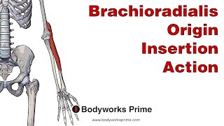 Brachioradialis Anatomy Origin Insertion amp Action [upl. by Kalfas309]