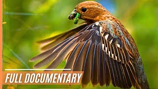 A Journey Through the Magical Wildlife of Chile  Full Documentary [upl. by Tollman153]