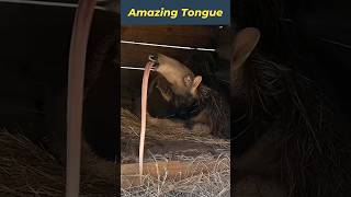 The Giant Anteaters Amazing Tongue  Eat over 35000 insects in a day shorts anteater attack [upl. by Abby]