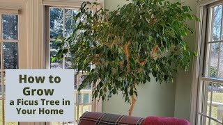 How to Care for a Ficus Tree in Your Home [upl. by Ennayelhsa]