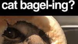 POV my cat when the bagel is bageling altm [upl. by Landers]