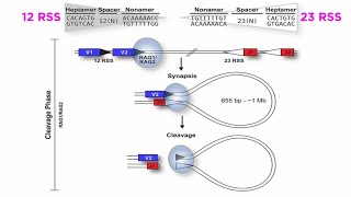 T and B Cell Development VDJ Recombination [upl. by Kordula]