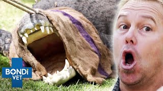 PiledUp Teeth In Crocs Mouth Drill His Jaw 😱 Coast to Coast S5E9  Bondi Vet Full Episode [upl. by Ninette580]