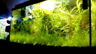 Bolbitis Heudelotii amp Eichhornia Azurea Plants For newly set up Shrimps Tank [upl. by Esertal103]