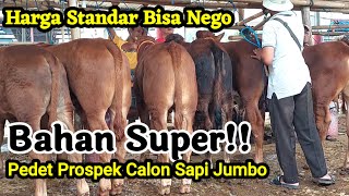 Bahan Super‼️ Harga Standar Bisa Nego Pedetan PROSPEK Calon Sapi Jumbo [upl. by Aamsa]